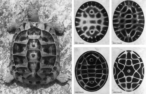 cymatics in nature experiment chladni plate Alexander Lauterwasser - Dr hans jenny